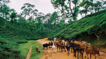 ফটো গ্যালারী  Copy